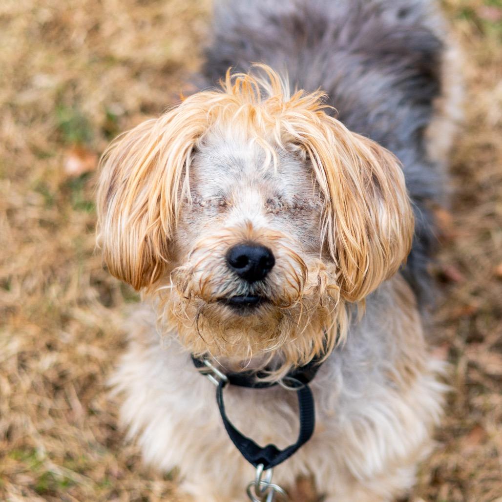 Bear, a Adoptable Yorkshire Terrier in Newark, DE image 5/6