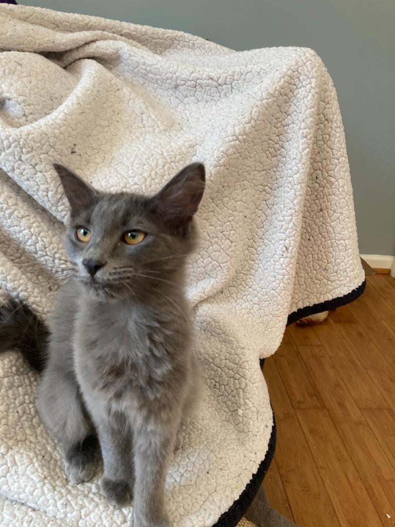 Enlarge Smokey, a ADOPTABLE Domestic Long Hair in Franklinville, NJ image 1/1