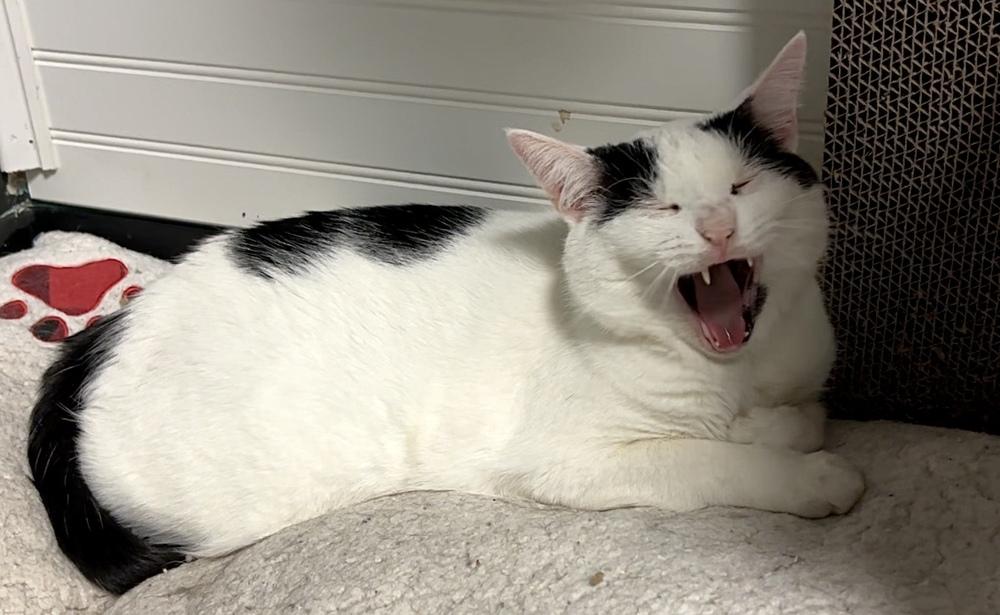 Mama Yvette, a Adoptable Domestic Short Hair in Virginia Beach, VA image 2/6