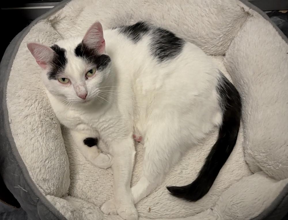 Mama Yvette, a Adoptable Domestic Short Hair in Virginia Beach, VA image 3/6