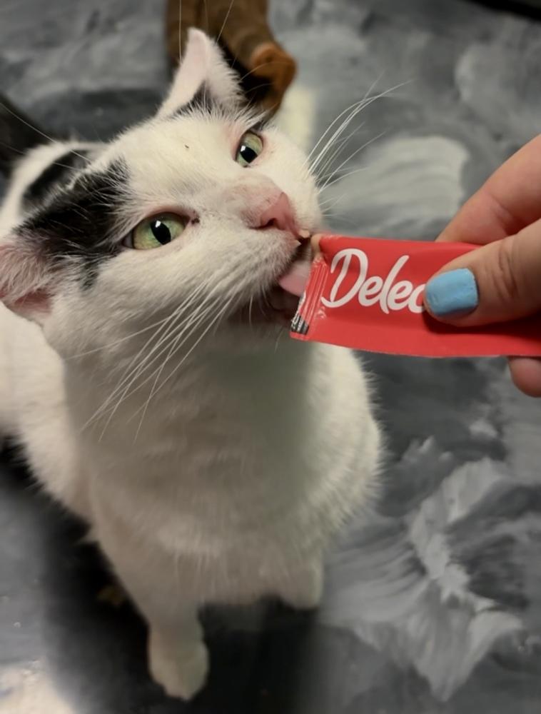 Mama Yvette, a Adoptable Domestic Short Hair in Virginia Beach, VA image 4/6