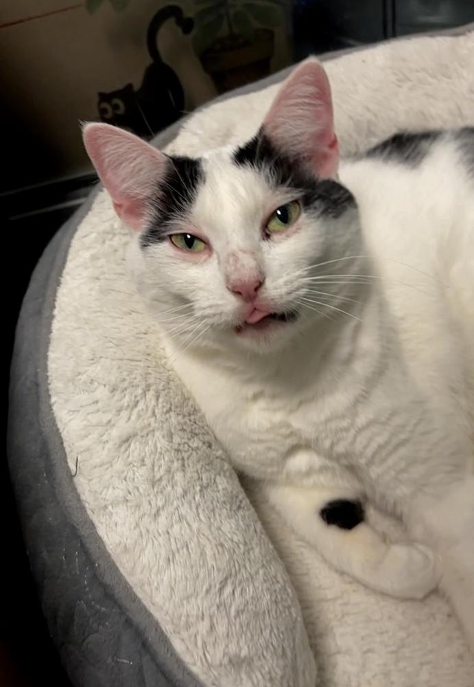 Mama Yvette, a Adoptable Domestic Short Hair in Virginia Beach, VA image 5/6