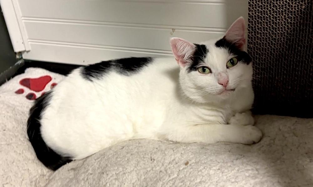Mama Yvette, Adoptable, Adult Female Domestic Short Hair.