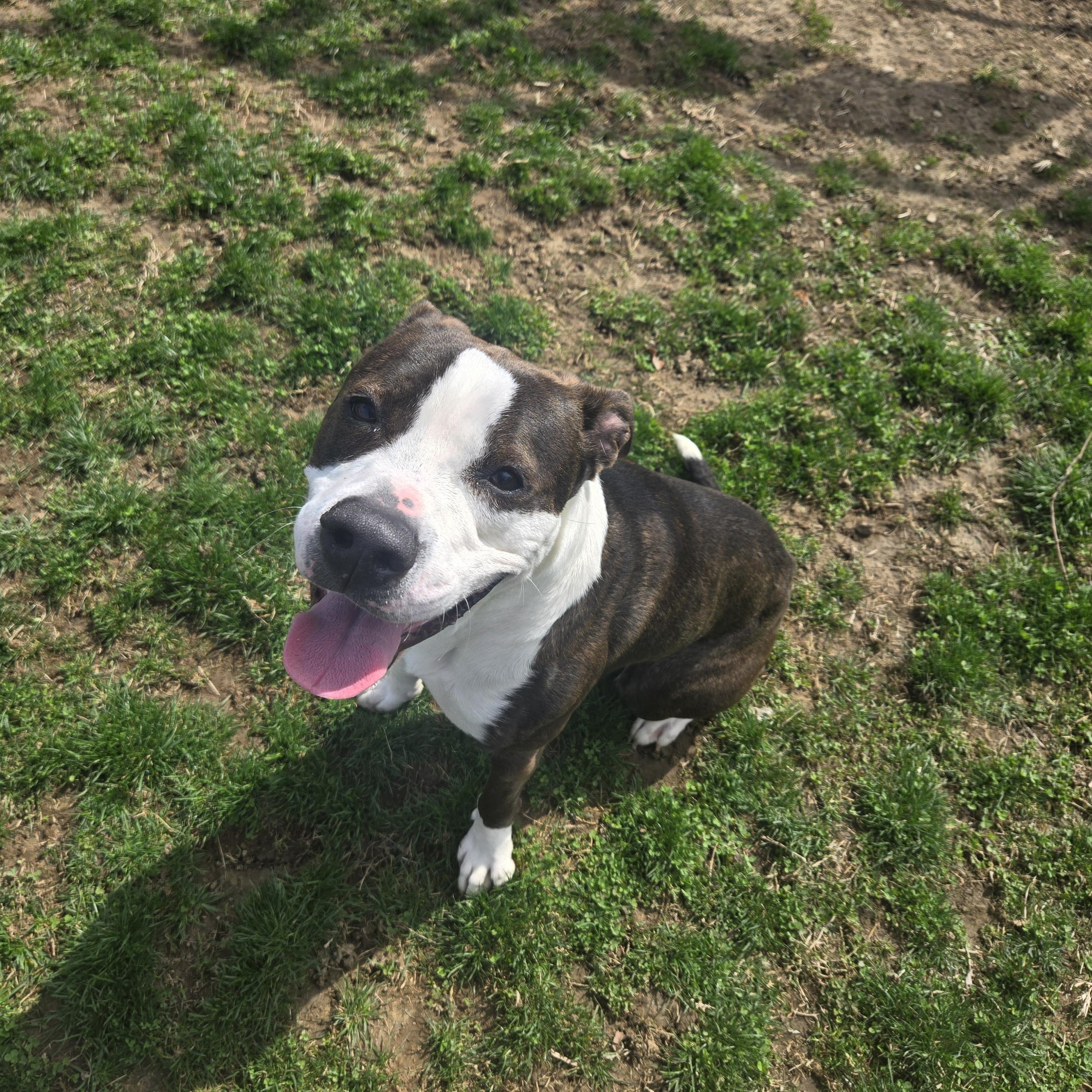 Bear , a ADOPTABLE Terrier in Xenia , OH image 5/6