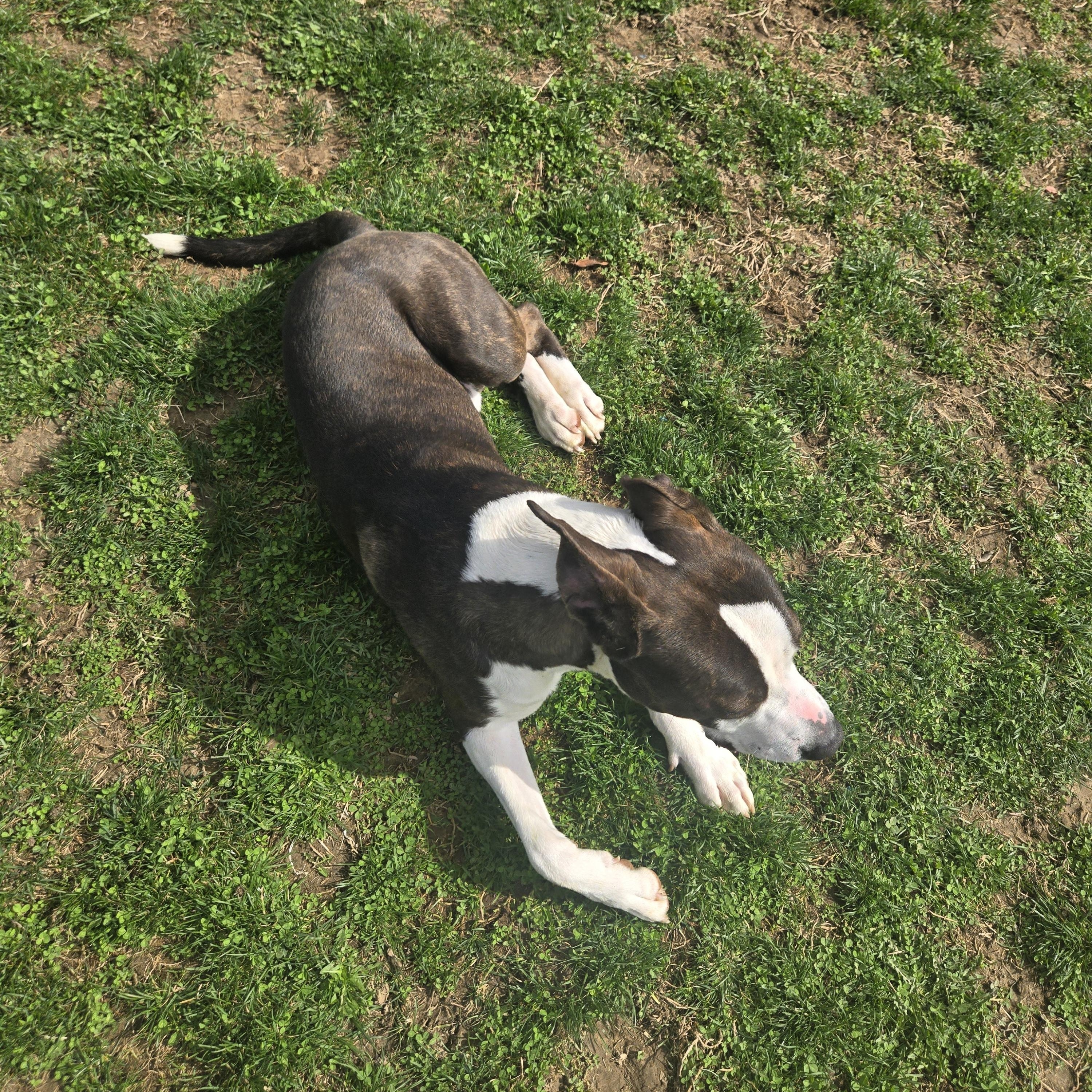 Bear , a ADOPTABLE Terrier in Xenia , OH image 3/6