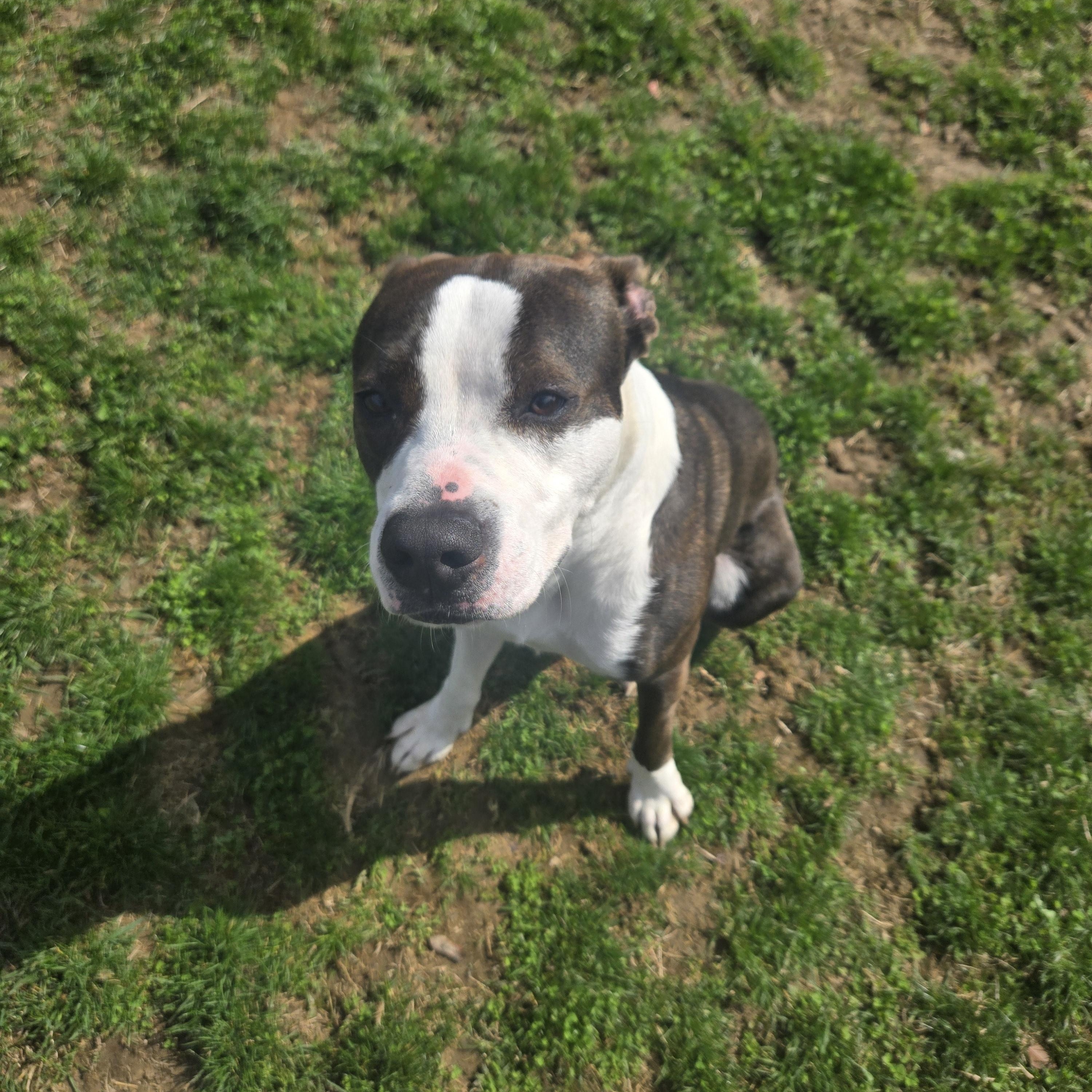 Bear , a ADOPTABLE Terrier in Xenia , OH image 2/6
