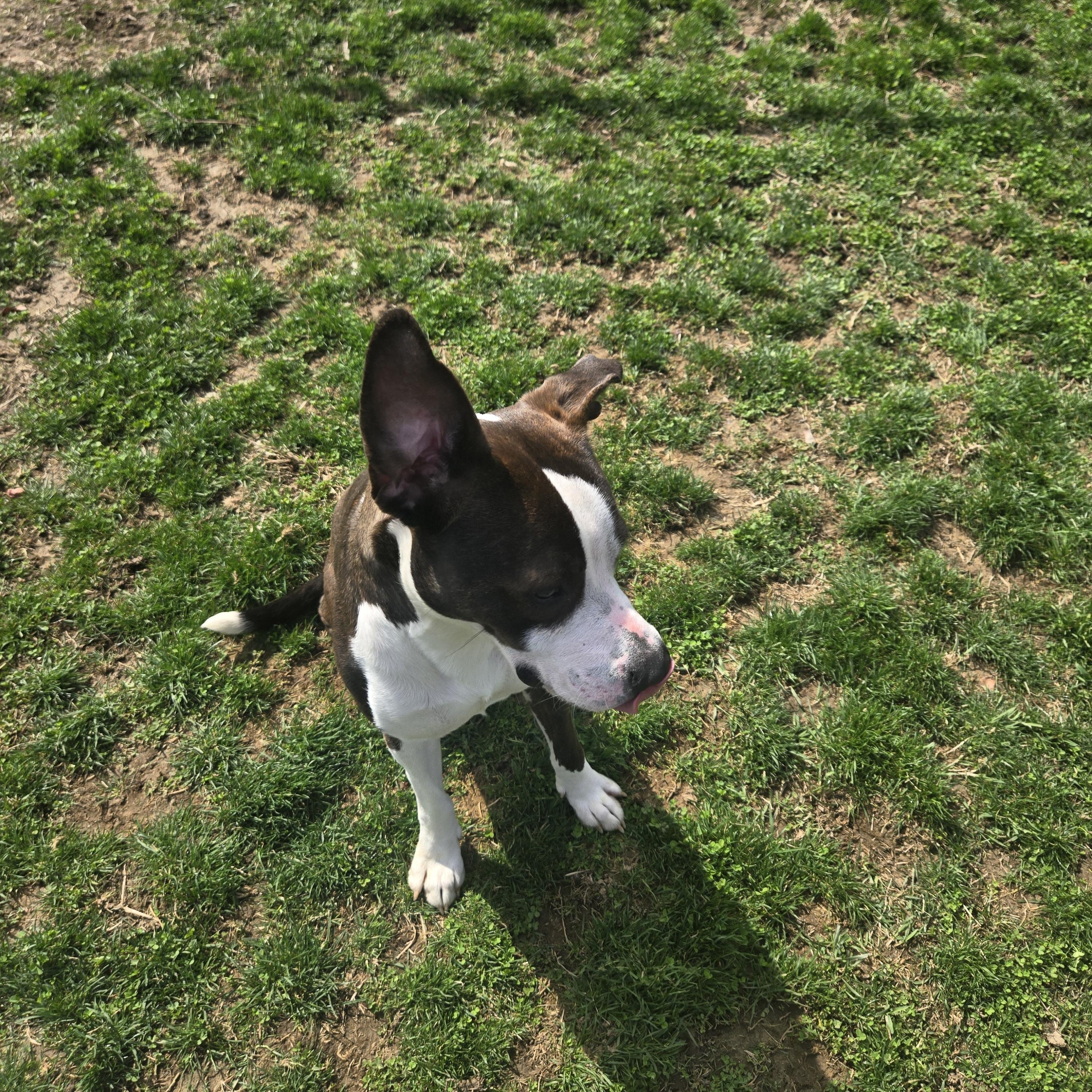 Bear , ADOPTABLE, Young Male Terrier.