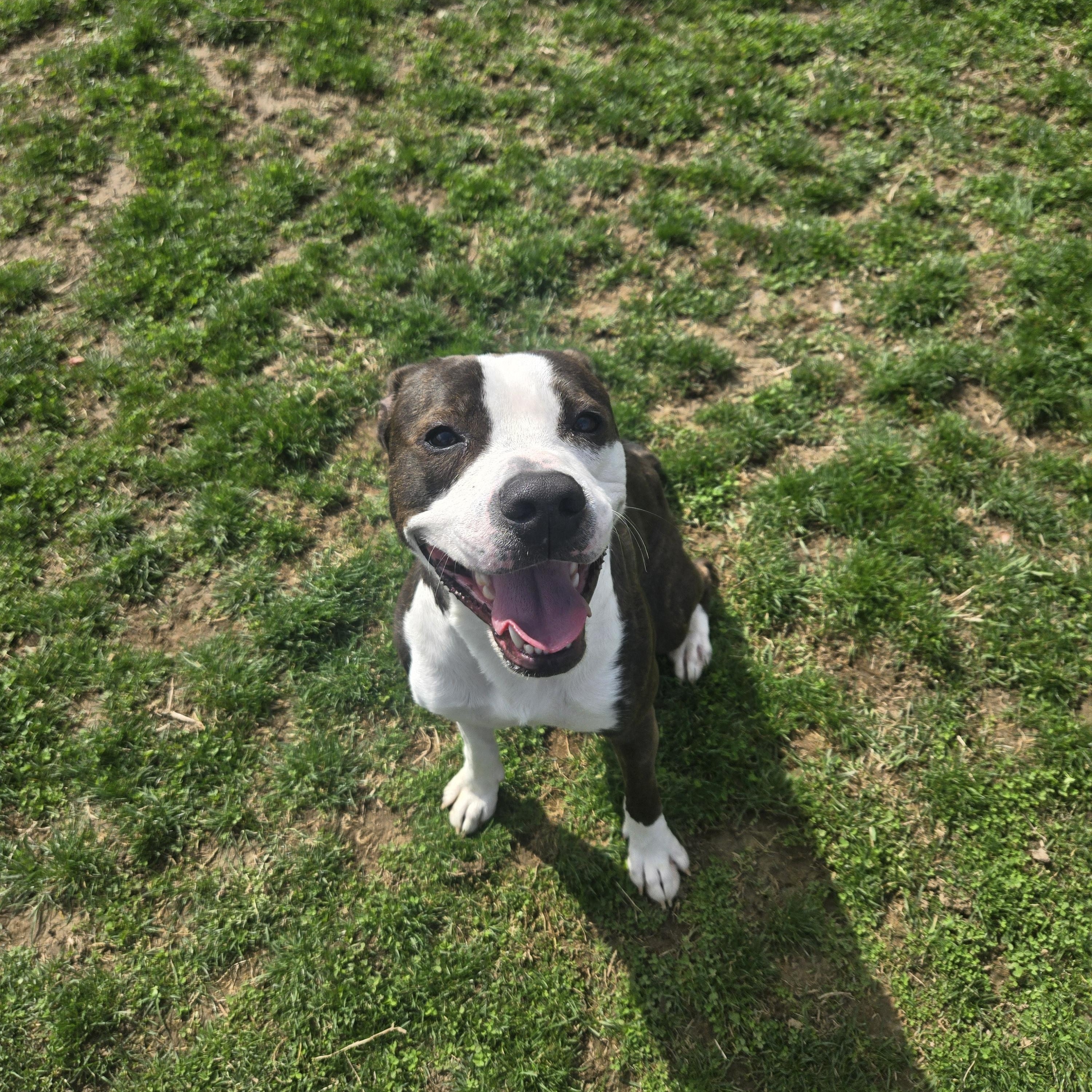 Bear , a ADOPTABLE Terrier in Xenia , OH image 6/6