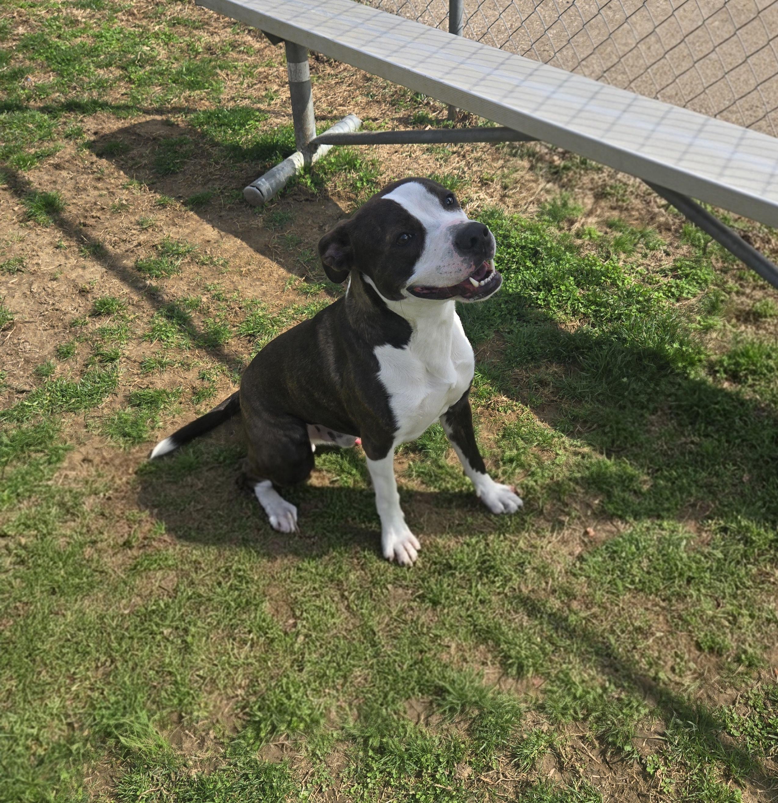 Bear , a ADOPTABLE Terrier in Xenia , OH image 4/6