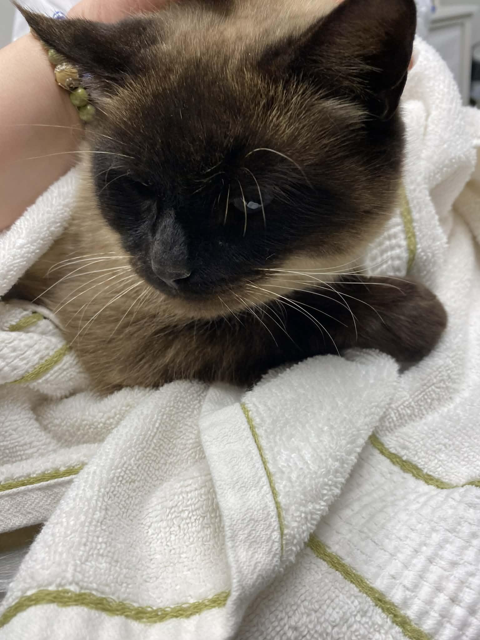 Cocomo, Adoptable, Adult Male Ragdoll & Siamese.