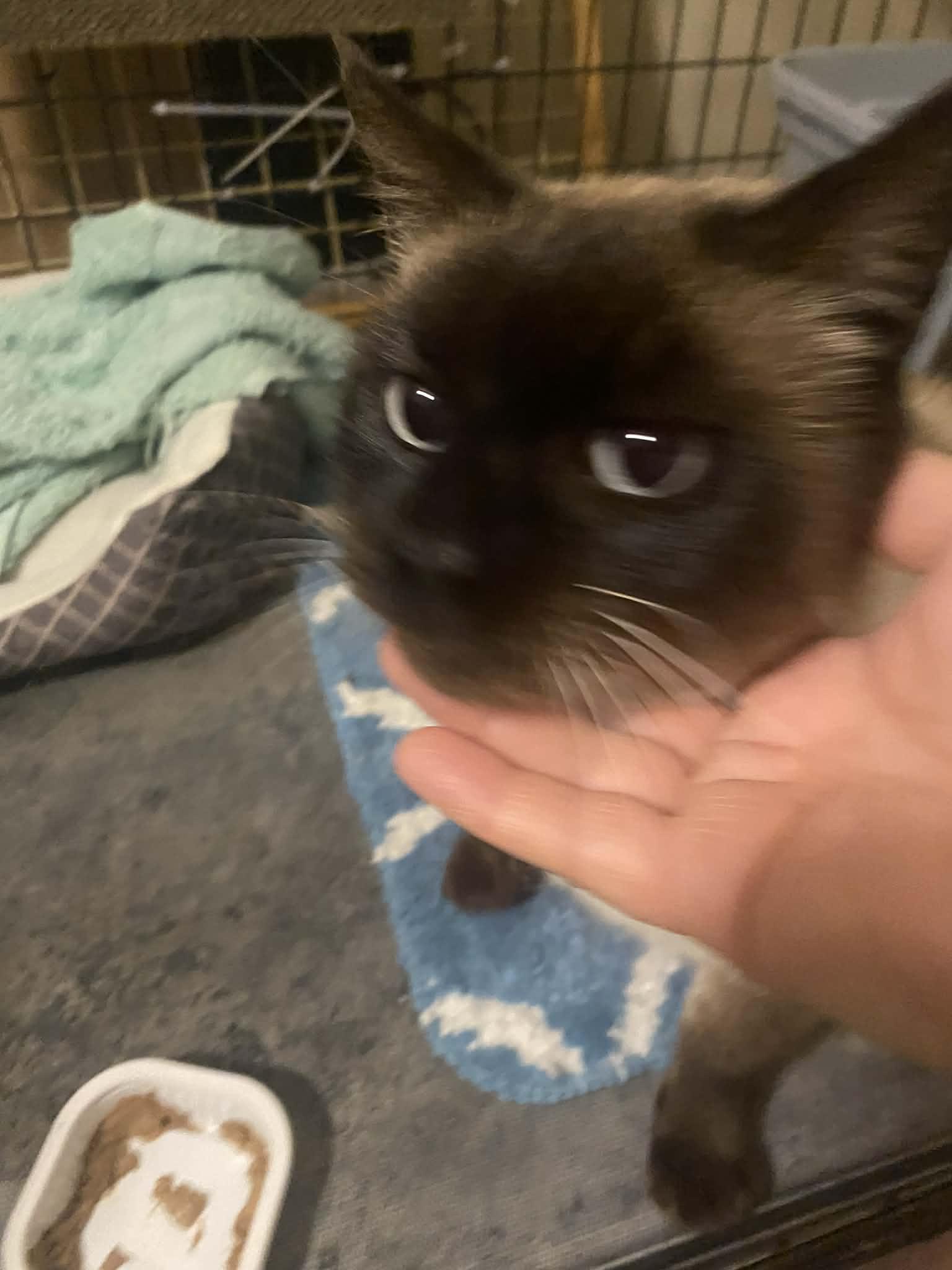 Enlarge Cocomo, a Adoptable mixed breed in Brownsville, PA image 3/3