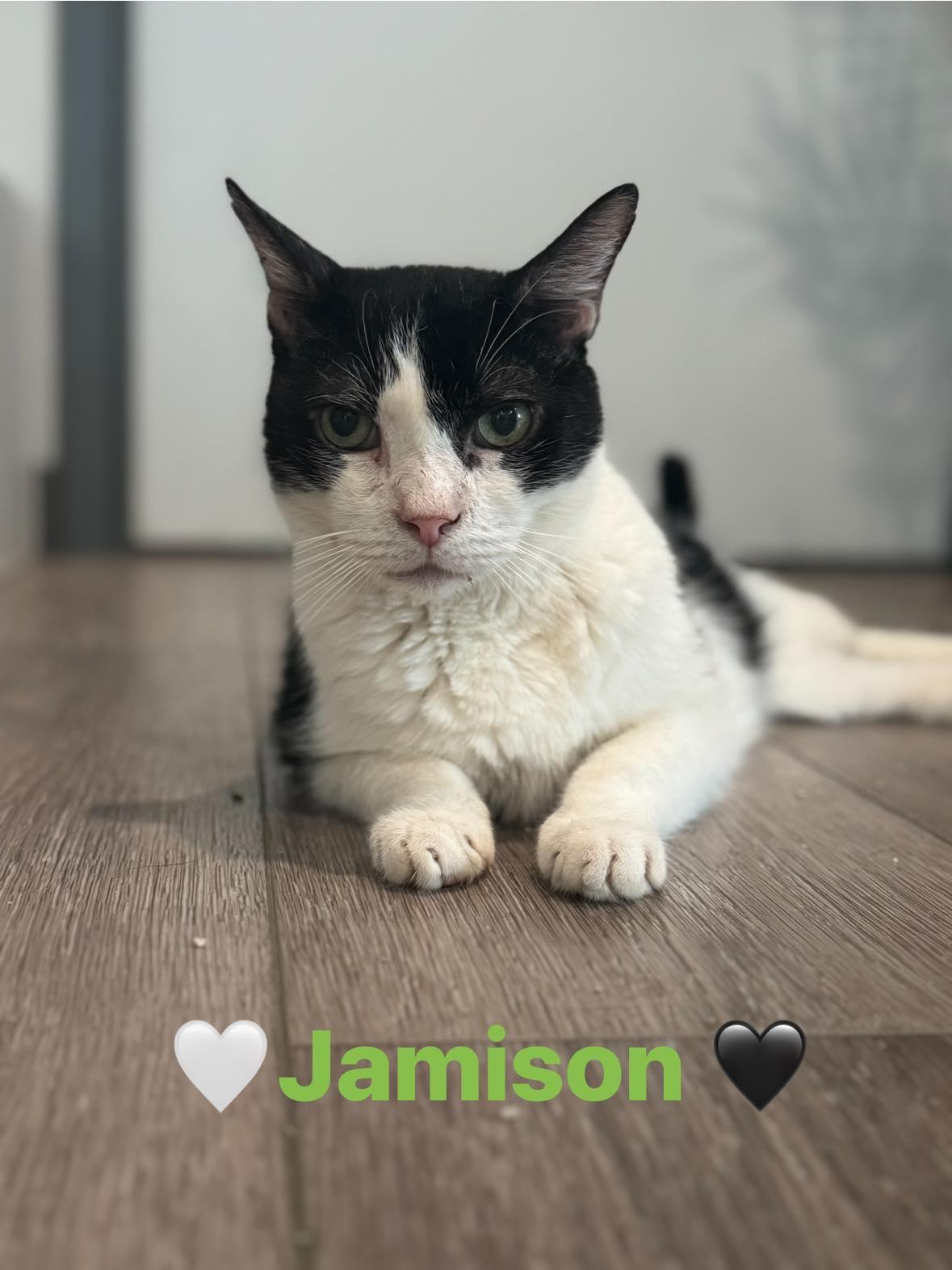 Jamison, a Adoptable Domestic Short Hair in Harwinton, CT image 1/2
