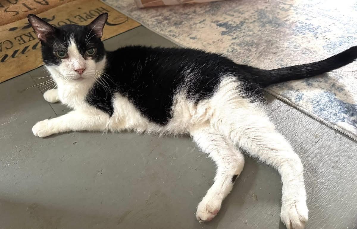 Jamison, a Adoptable Domestic Short Hair in Harwinton, CT image 2/2