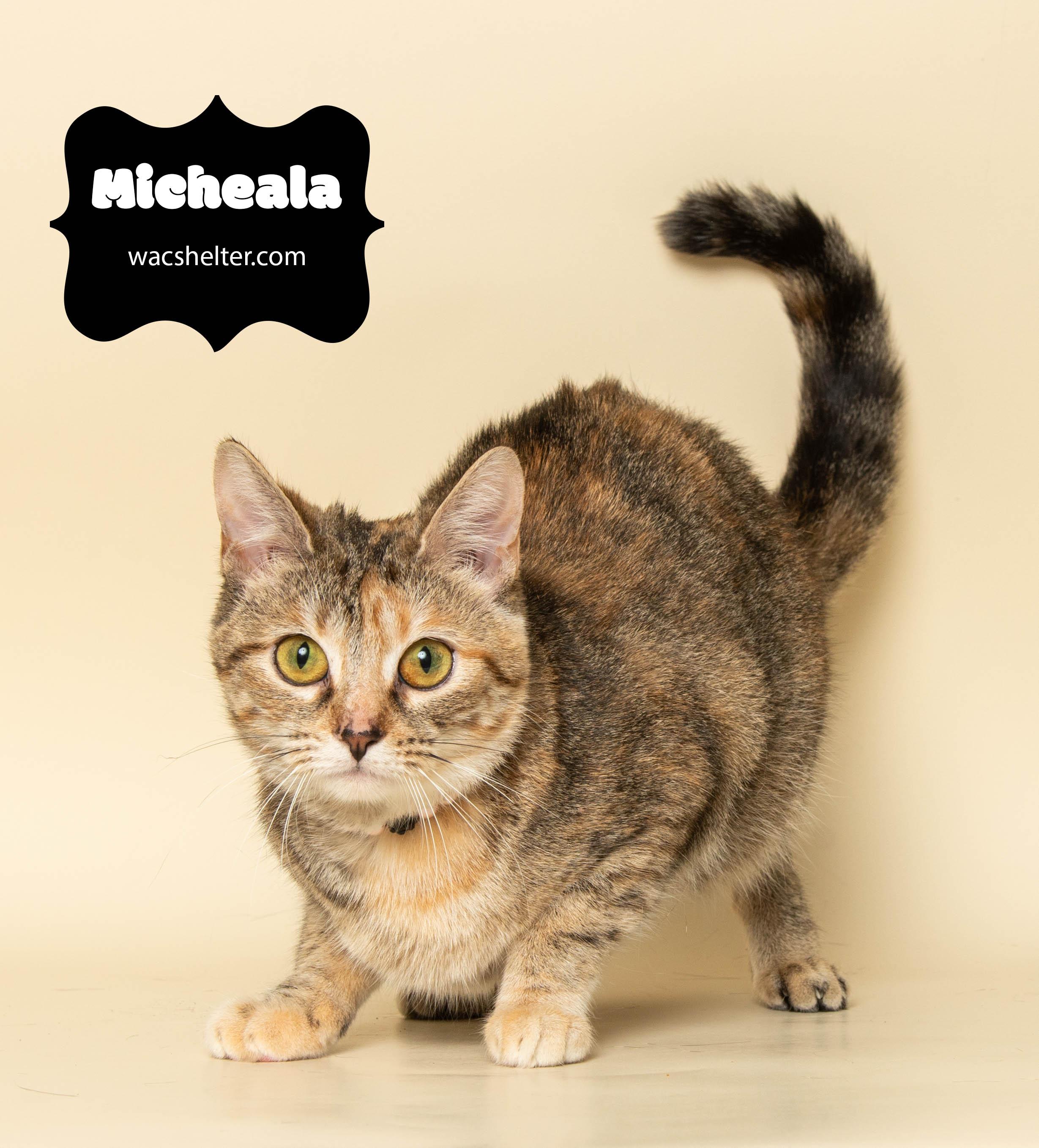 MICHAELA (Misses having a home)