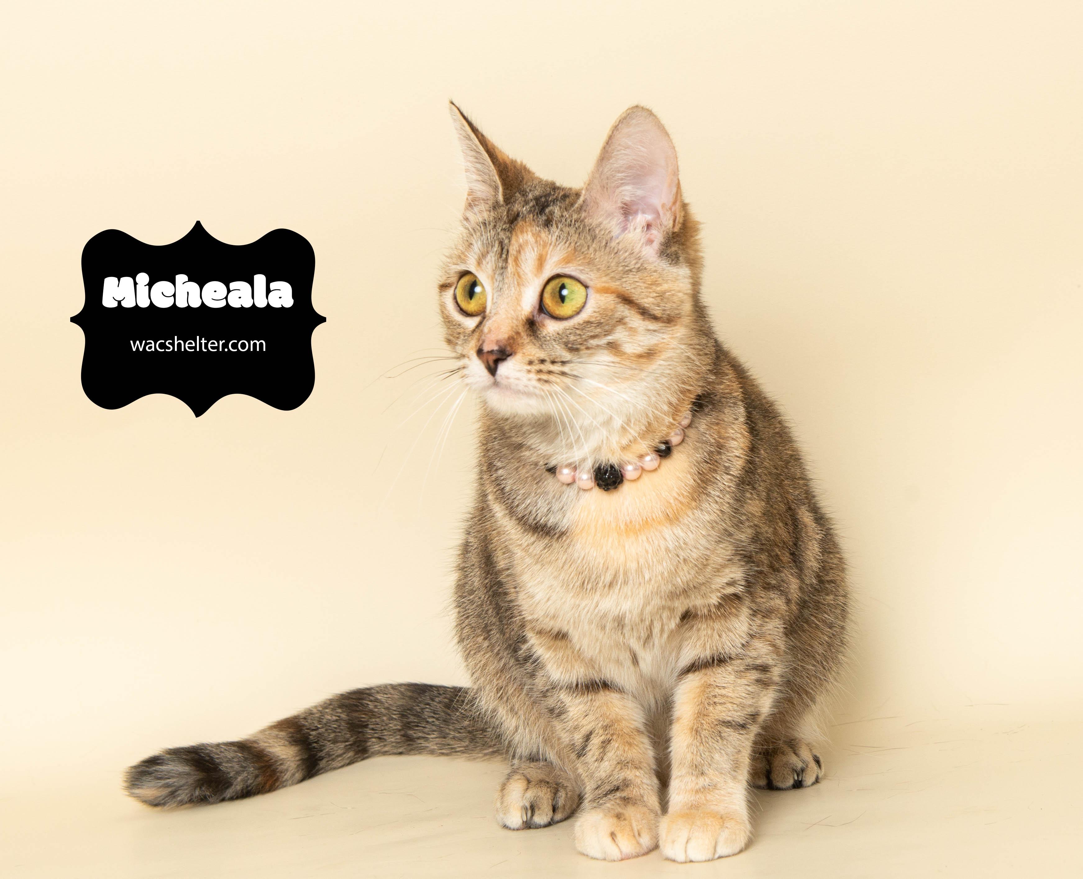 MICHAELA (owner sadly unable to return for her)