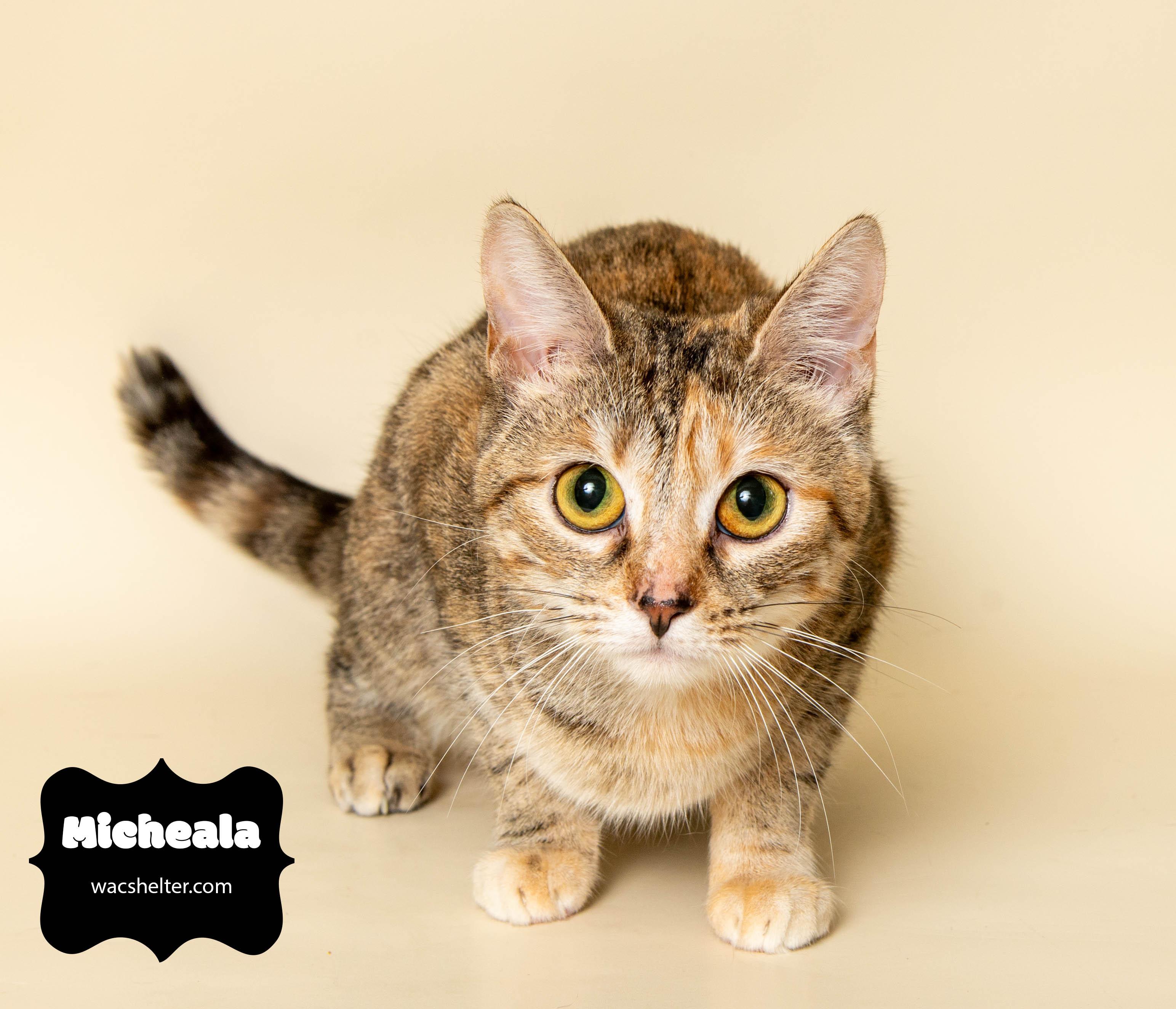 MICHAELA (owner sadly unable to return for her)