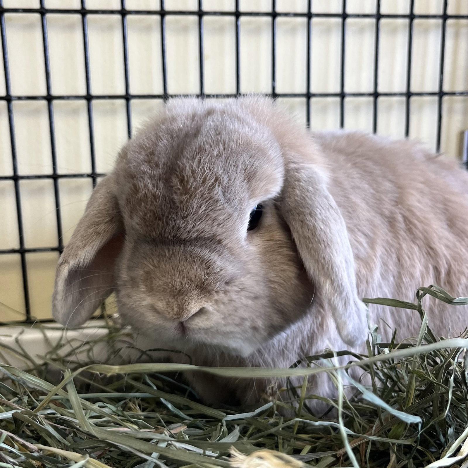 Enlarge Milo, a Adopted Holland Lop in Burlingame, CA image 1/2