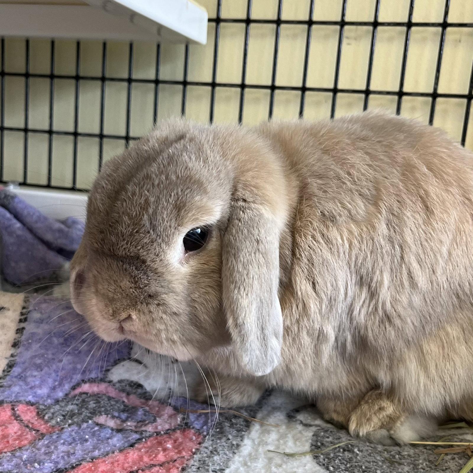 Enlarge Milo, a Adopted Holland Lop in Burlingame, CA image 2/2