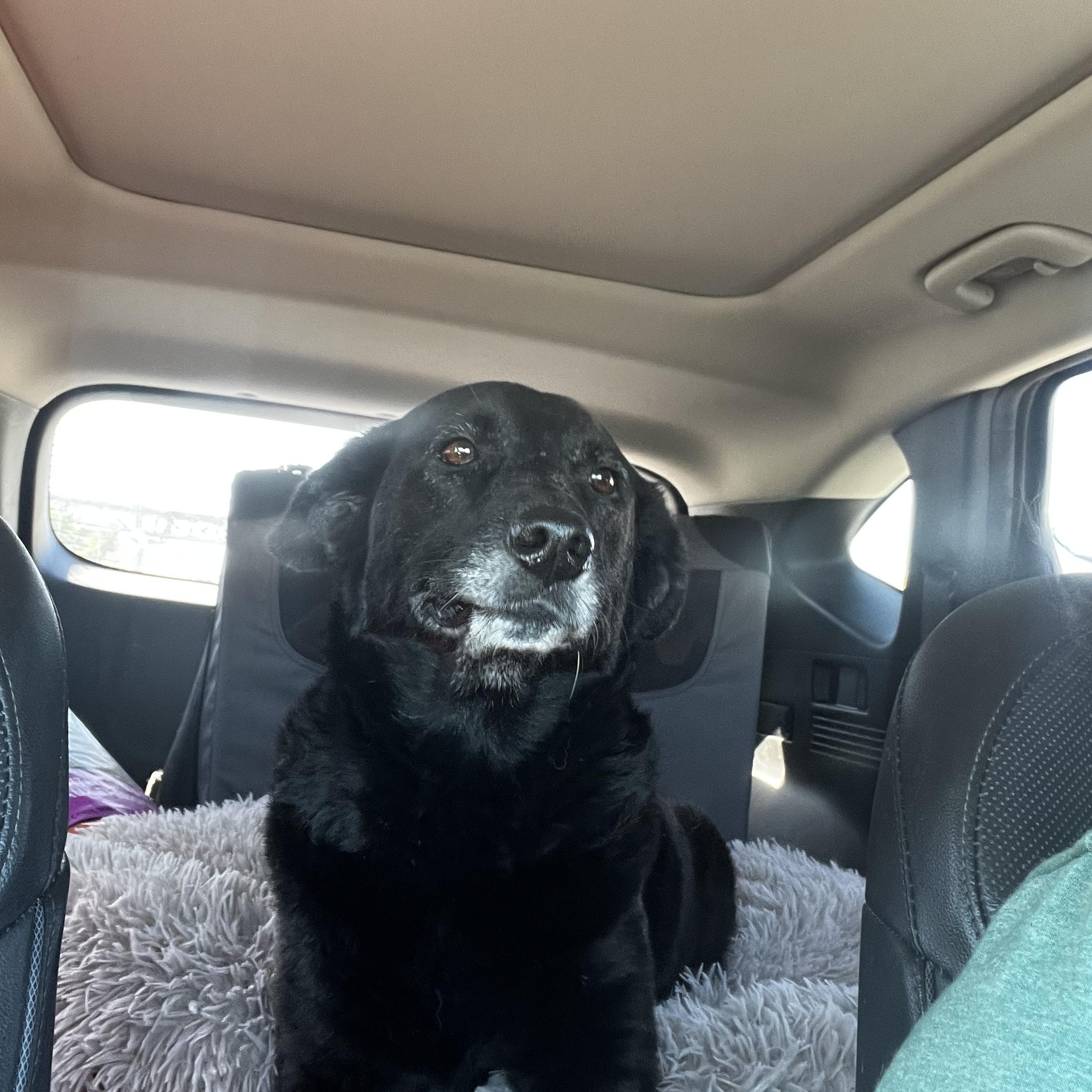 Enlarge Gretchen, a Adopted mixed breed in Alexandria, VA image 2/5