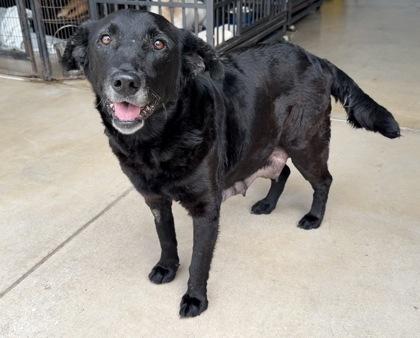 Enlarge Gretchen, a Adopted mixed breed in Alexandria, VA image 1/5