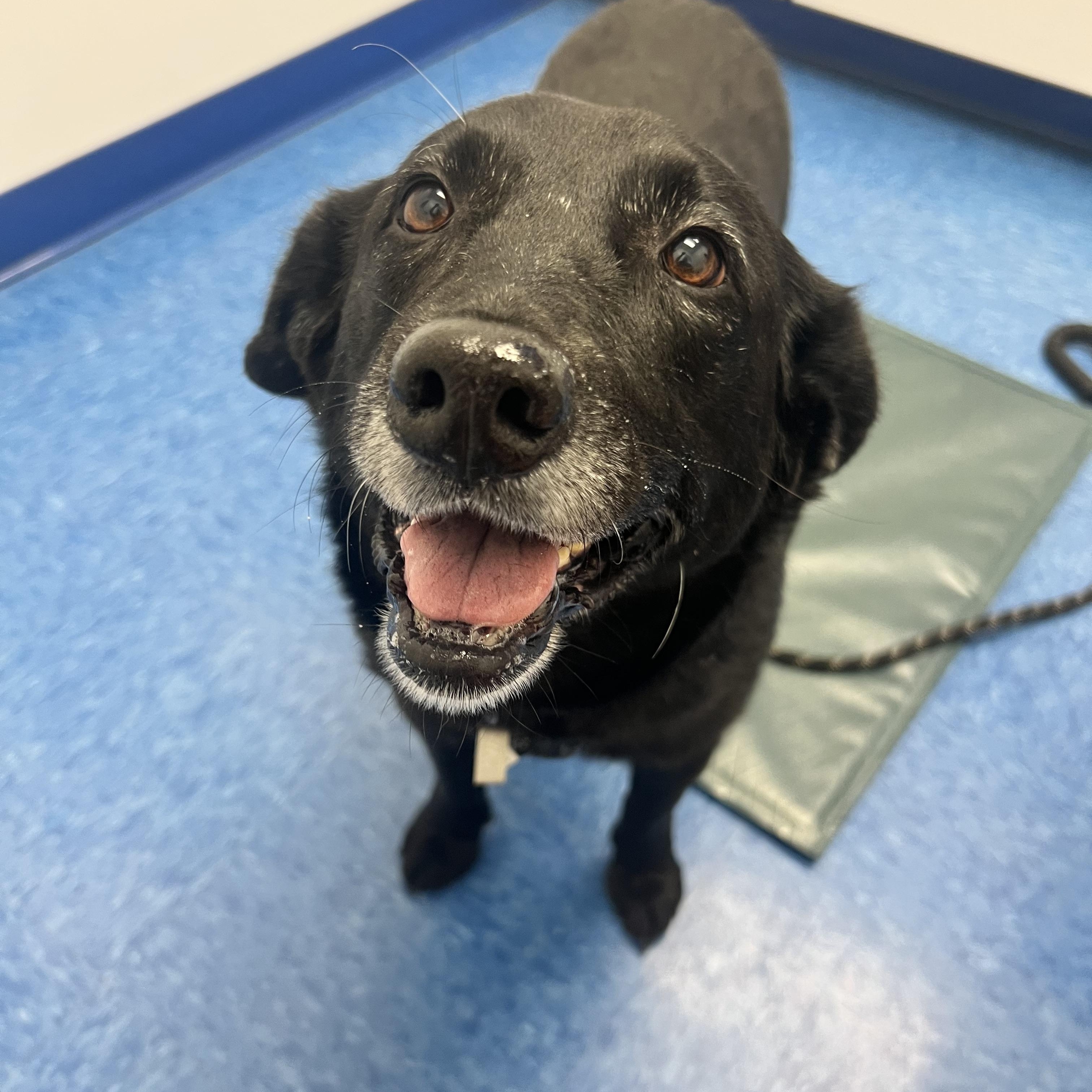 Enlarge Gretchen, a Adopted mixed breed in Alexandria, VA image 4/5