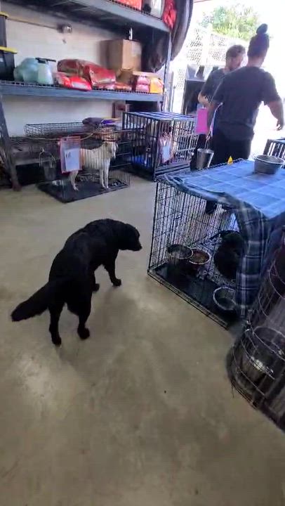 Enlarge Gretchen, a Adopted mixed breed in Alexandria, VA video 5/5