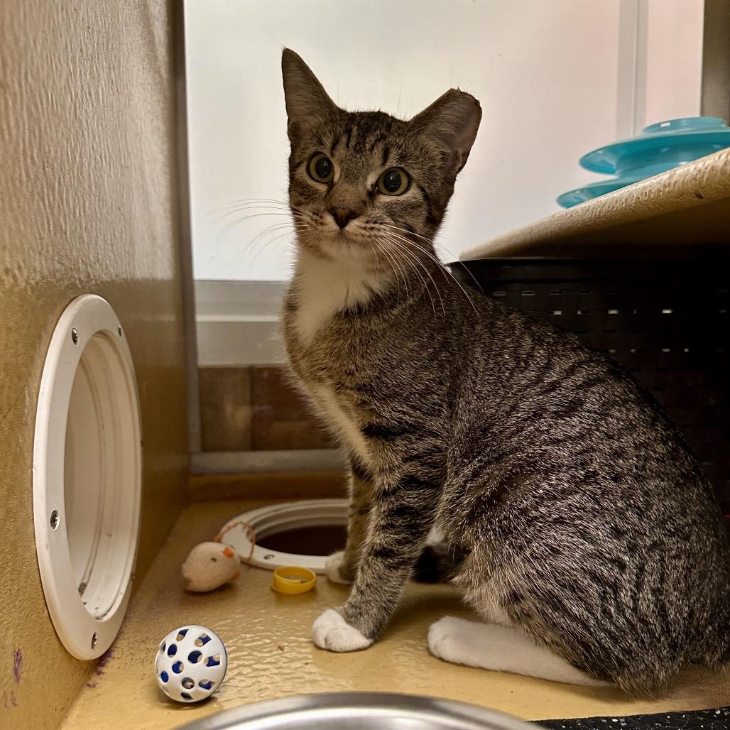 Peaches, Adoptable, Kitten Female Domestic Short Hair.