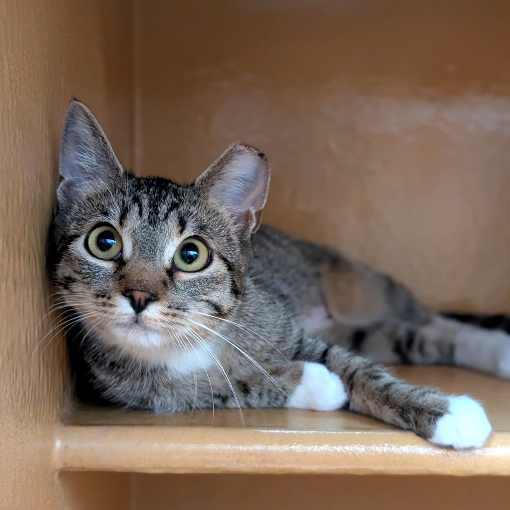 Enlarge Peaches, a Adoptable Domestic Short Hair in Spokane, WA image 2/6