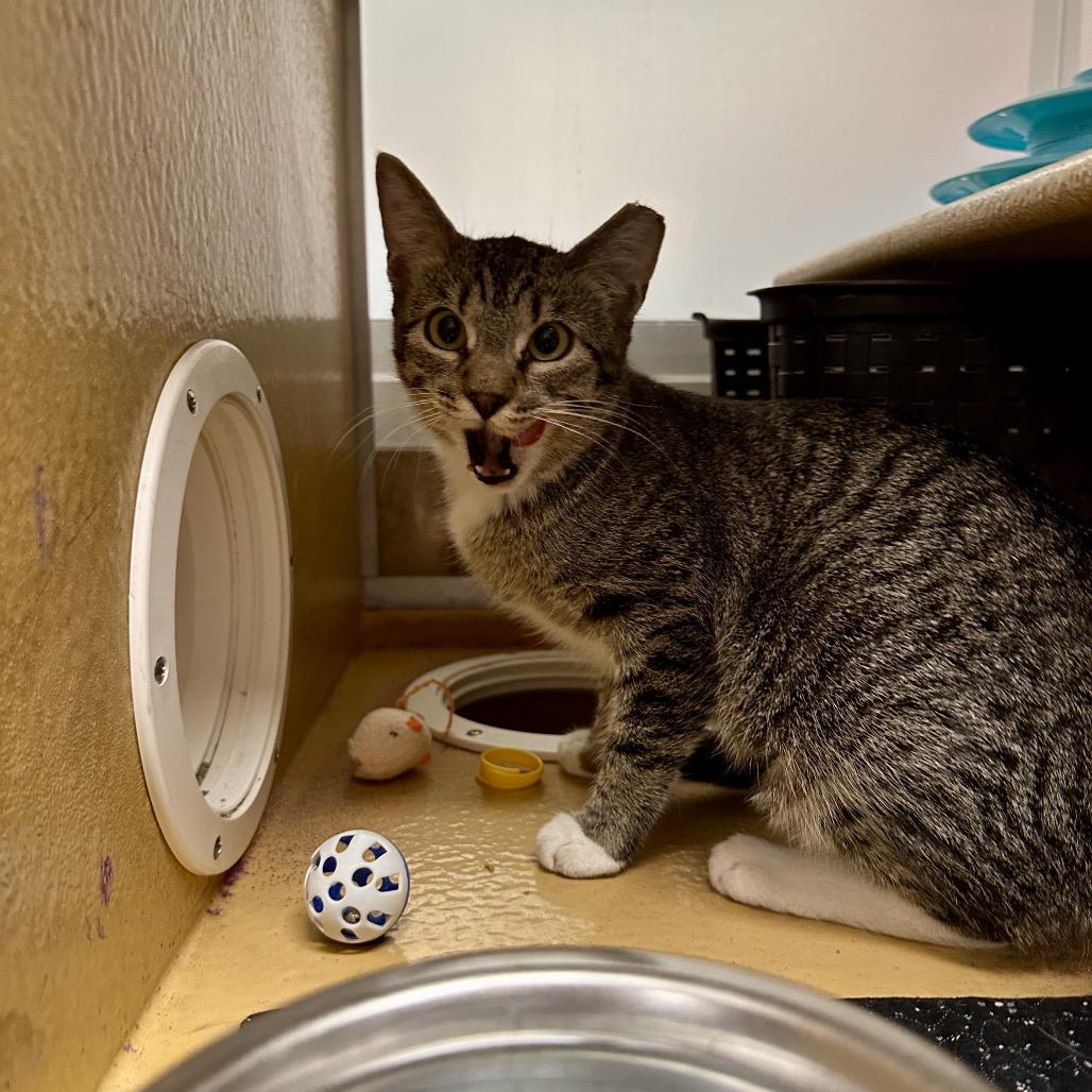 Enlarge Peaches, a Adoptable Domestic Short Hair in Spokane, WA image 3/6