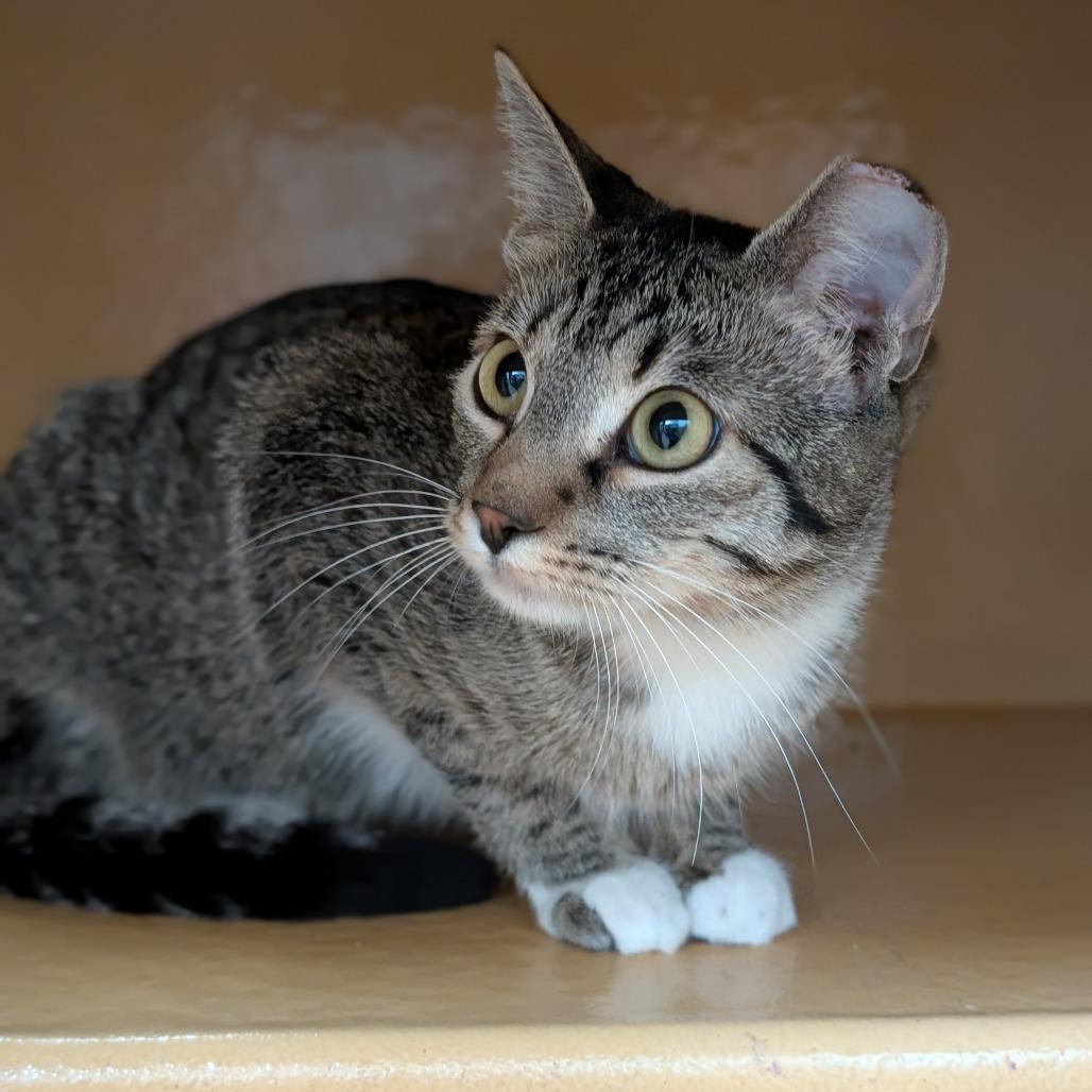 Enlarge Peaches, a Adoptable Domestic Short Hair in Spokane, WA image 4/6