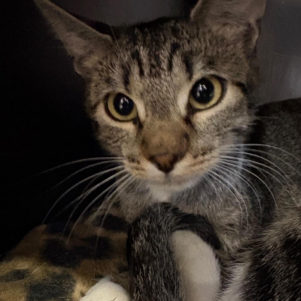 Enlarge Peaches, a Adoptable Domestic Short Hair in Spokane, WA image 5/6
