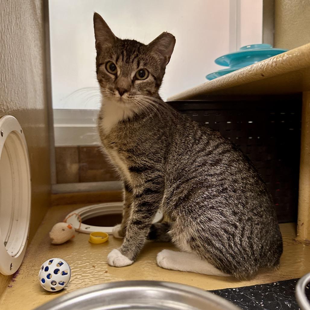 Enlarge Peaches, a Adoptable Domestic Short Hair in Spokane, WA image 6/6
