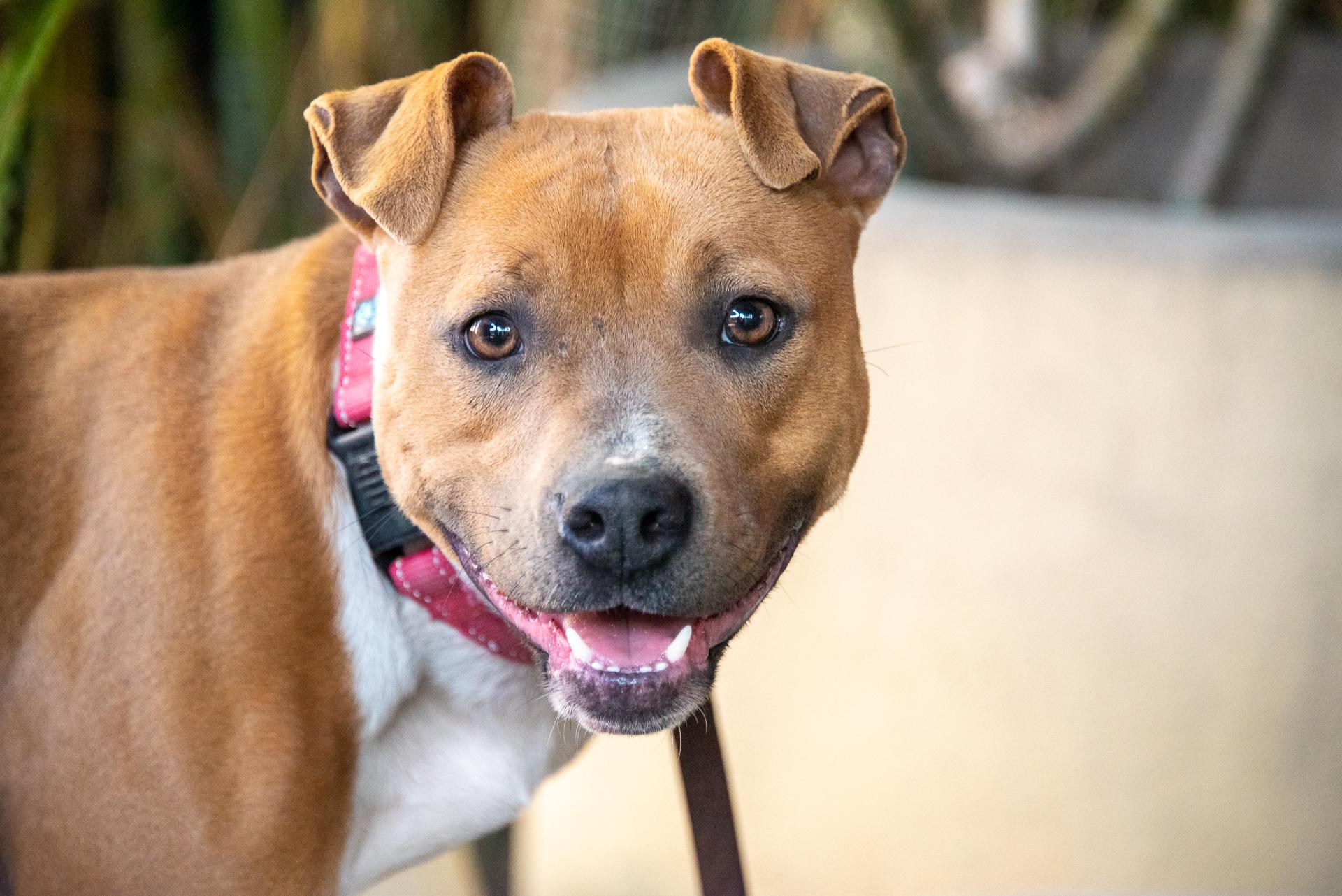 Enlarge RAH RAH, a Adoptable mixed breed in Pasadena, CA image 1/6