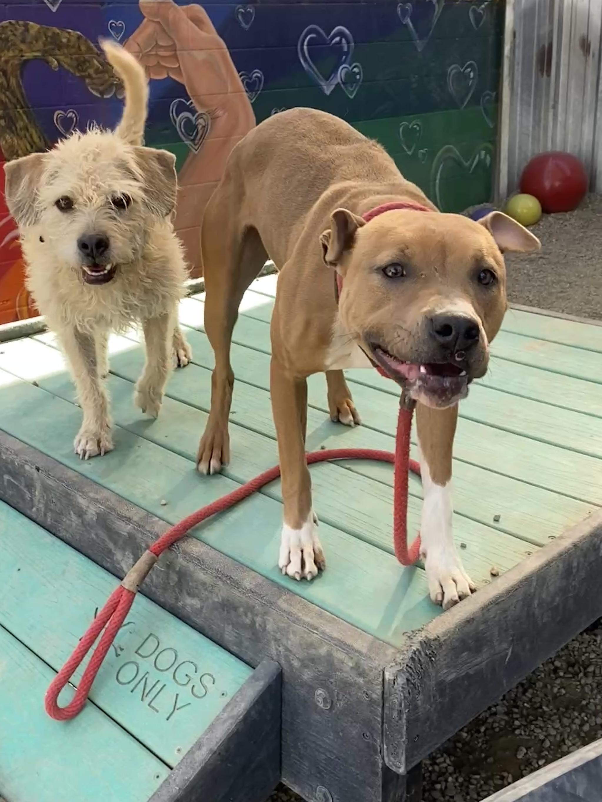 Enlarge RAH RAH, a Adoptable mixed breed in Pasadena, CA image 4/6