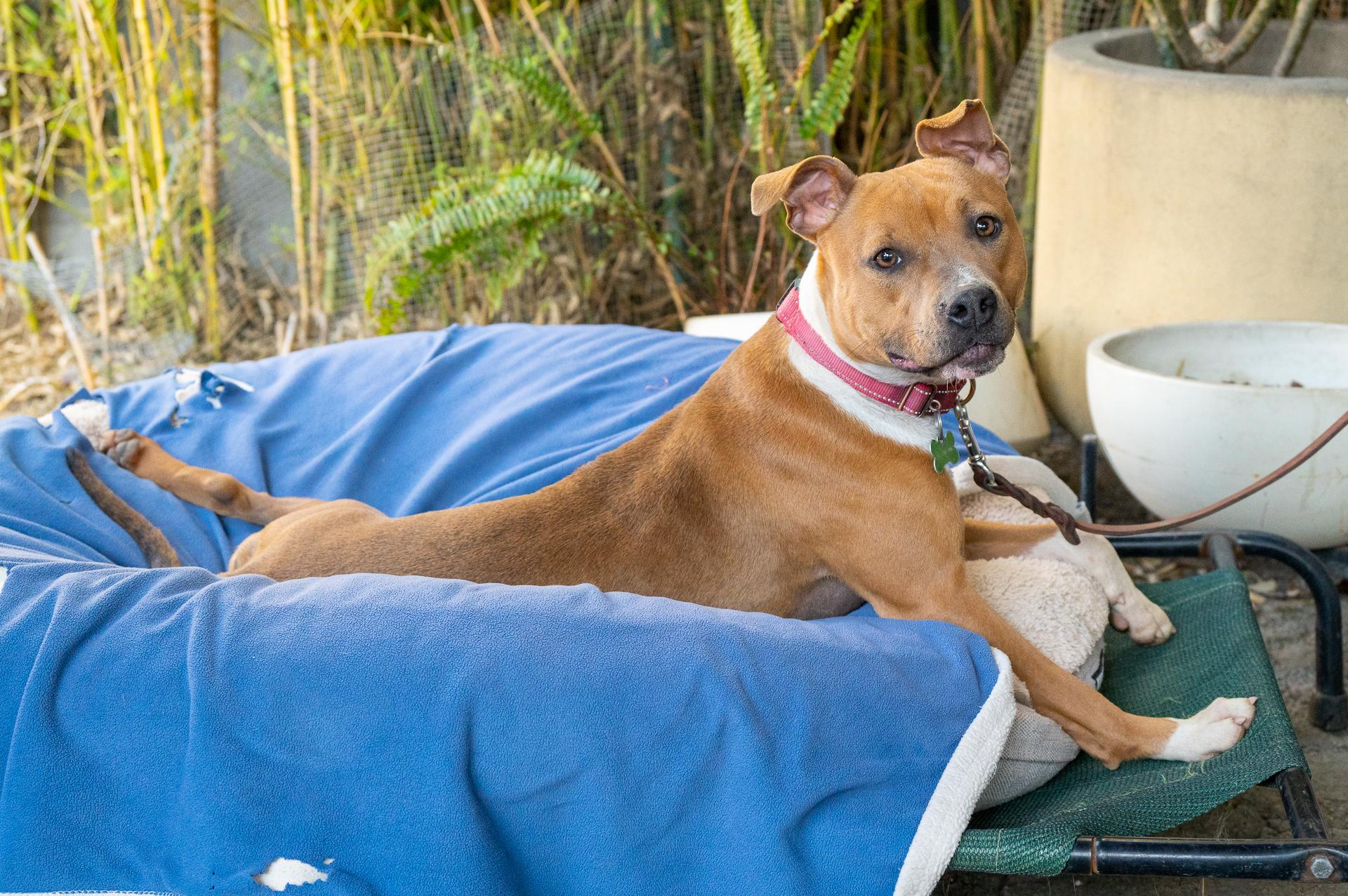 Enlarge RAH RAH, a Adoptable mixed breed in Pasadena, CA image 6/6