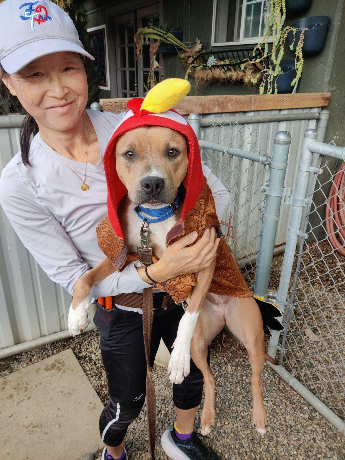 Enlarge RAH RAH, a Adoptable mixed breed in Pasadena, CA image 2/6