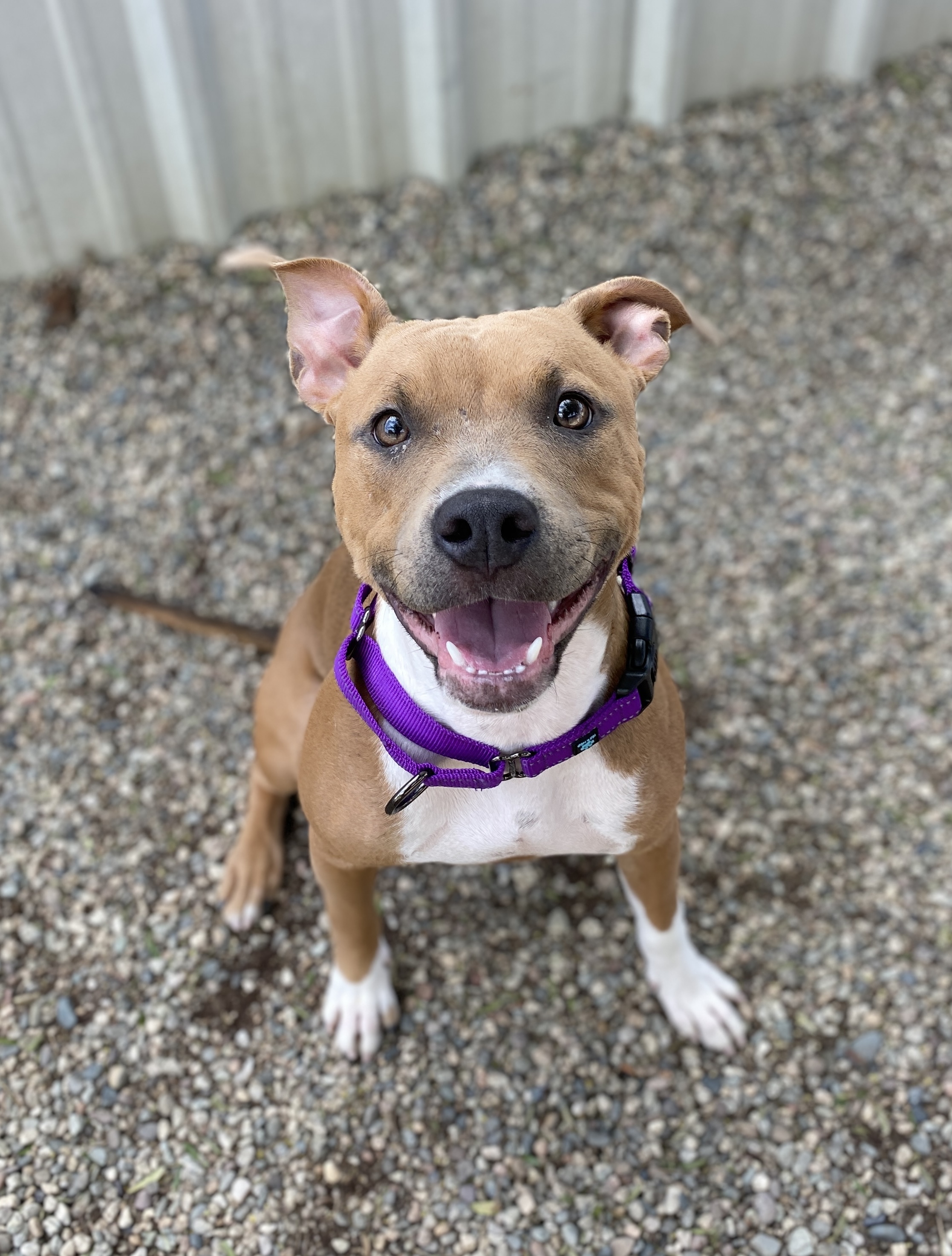 Enlarge RAH RAH, a Adoptable mixed breed in Pasadena, CA image 3/6