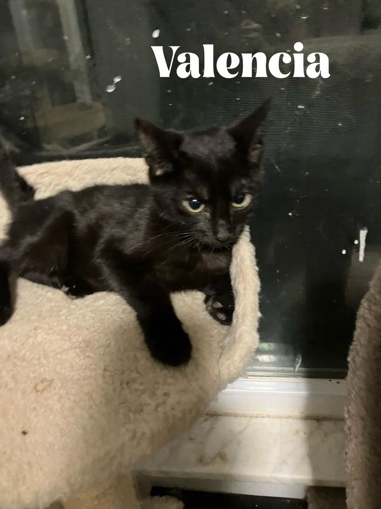 Enlarge Jaffa **Special Needs - FELV+**, a Adoptable Domestic Short Hair in Orlando, FL image 1/1