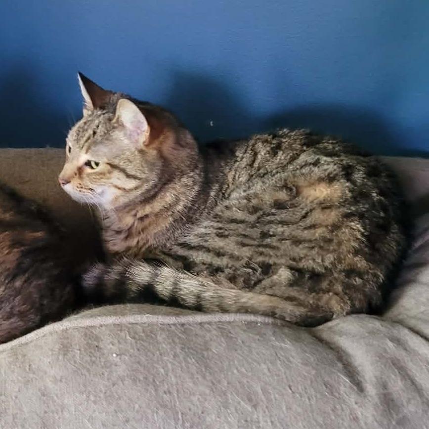 Phang, Adoptable, Senior Female Domestic Short Hair.