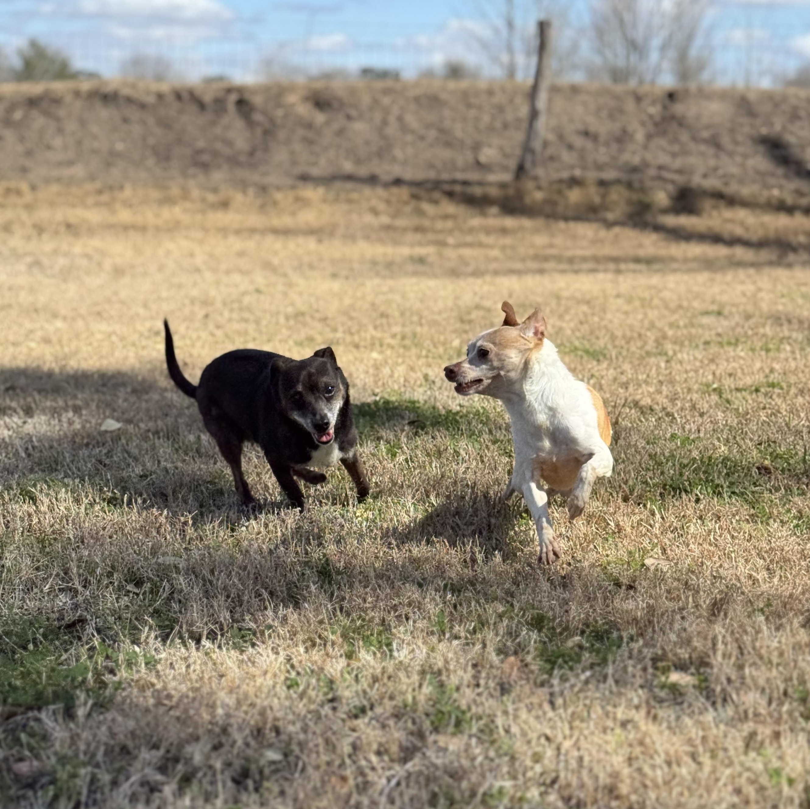 Enlarge Snoop & Thor , an adopted mixed breed in Rochester, NY image 6/6