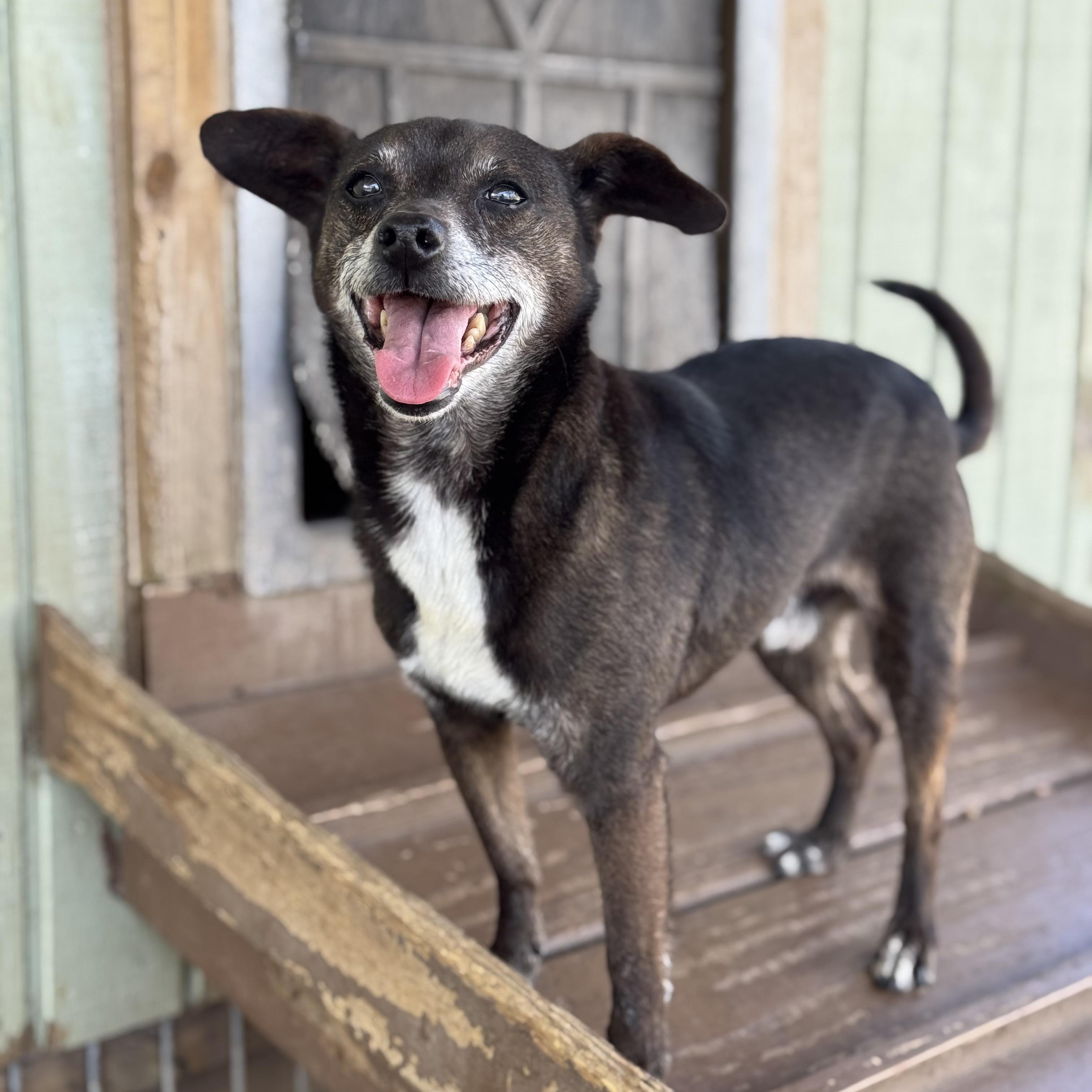 Enlarge Snoop & Thor , an adopted mixed breed in Rochester, NY image 5/6