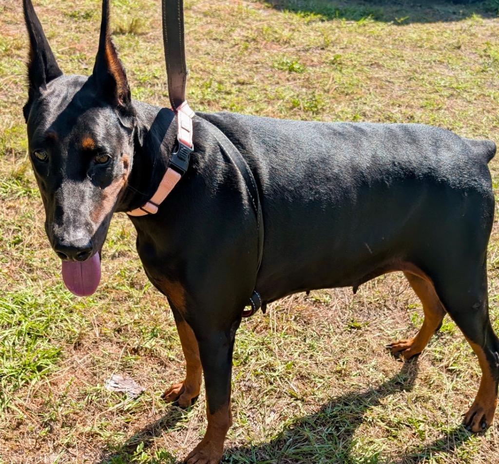 Luna-AKC Friendly Doberman!, a Adoptable Doberman Pinscher in Fort Myers, FL image 1/6