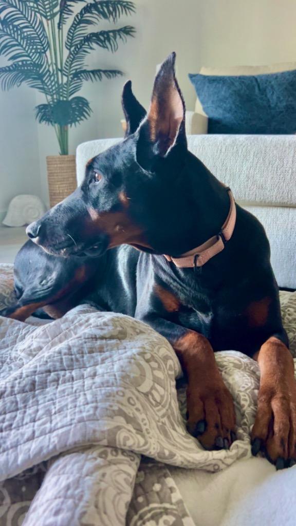 Luna-AKC Friendly Doberman!, a Adoptable Doberman Pinscher in Fort Myers, FL image 3/6
