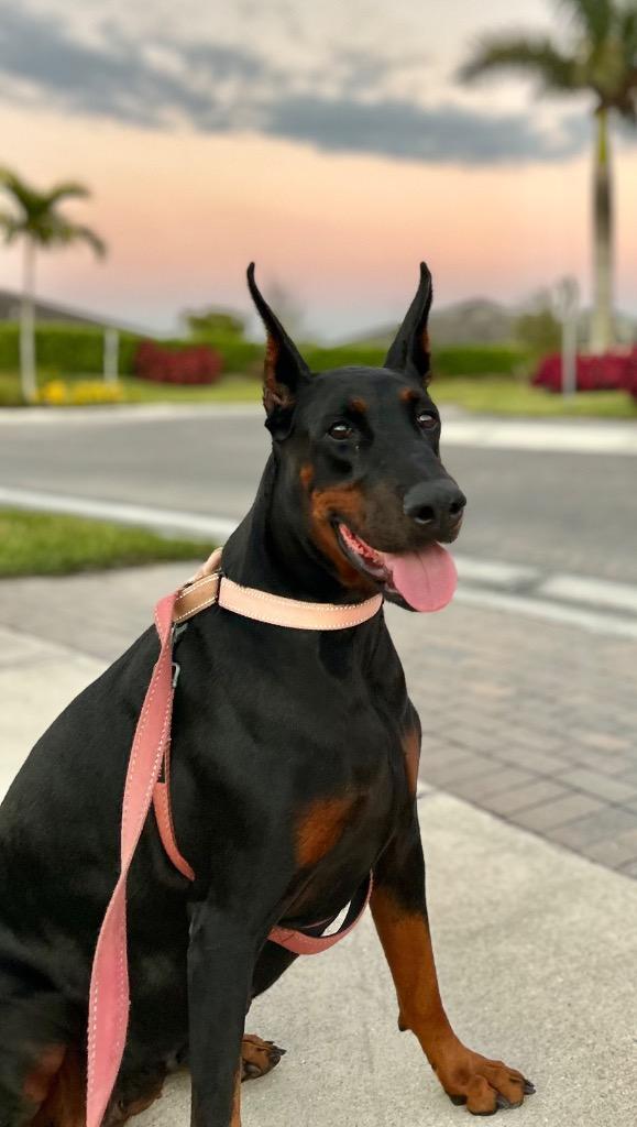 Luna-AKC Friendly Doberman!, a Adoptable Doberman Pinscher in Fort Myers, FL image 4/6