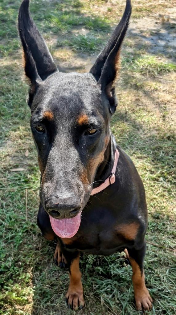 Luna-AKC Friendly Doberman!, a Adoptable Doberman Pinscher in Fort Myers, FL image 5/6