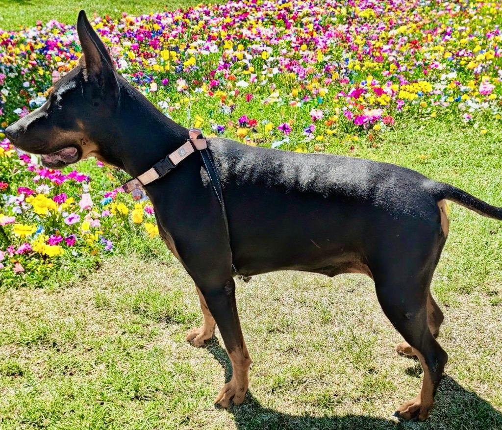 Luna-AKC Friendly Doberman!, a Adoptable Doberman Pinscher in Fort Myers, FL image 6/6