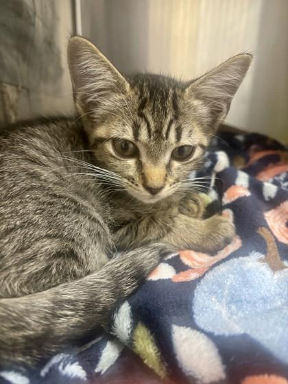 Shug, Adopted, Kitten Female Domestic Short Hair.