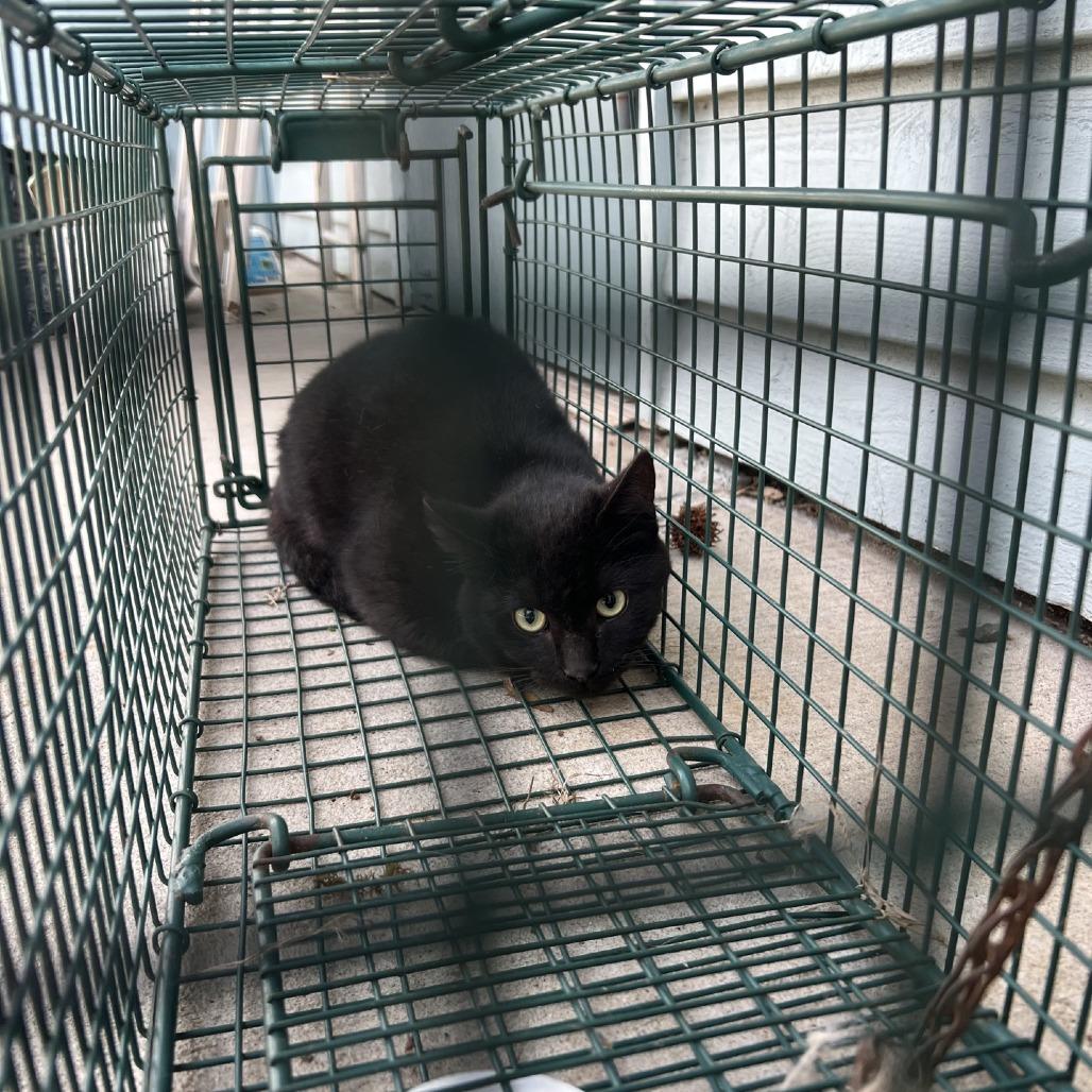 March, a Adoptable Domestic Short Hair in Columbus, NC image 1/2