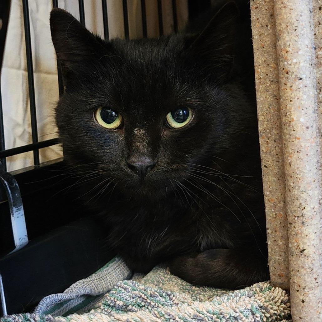 March, a Adoptable Domestic Short Hair in Columbus, NC image 2/2