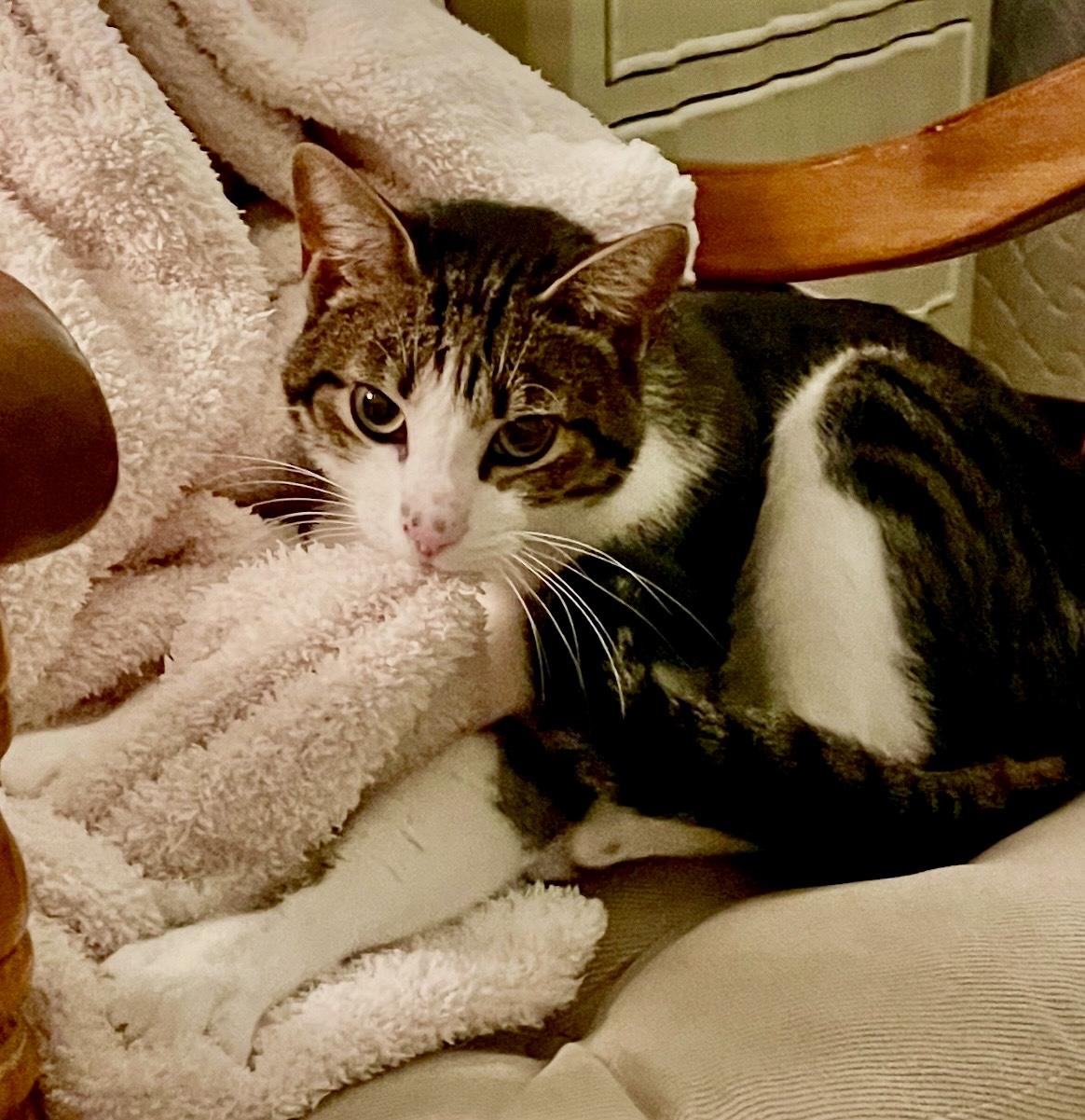 Enlarge Dorian, a Adoptable Domestic Short Hair in Tavares, FL image 3/3